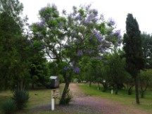 Flowering tree at campground in Puerto Viejo, Uruguay.
