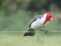 Red Crested Cardinal near San Javier, Uruguay.