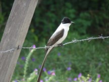 Scissor Tailed bird at San Javier, Uruguay.
