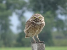 Burrowing owl near Puerto Viejo, Uruguay.