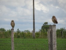 Burrowing owls near Puerto Viejo, Uruguay.