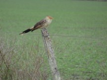 Bird near Puerto Viejo, Uruguay.