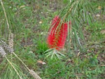Flower from tree at campground in Puerto Viejo, Uruguay.