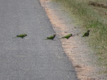 Monk parrots in the road in Uruguay.