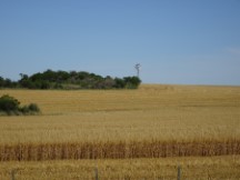 Wheat farm near Dolores, Uruguay.
