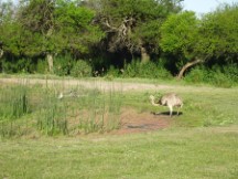 A Rhea bird in Carmelo, Uruguay.