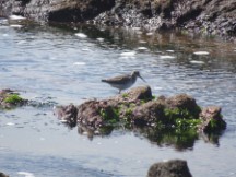 A long billed bird in ocean at Punta del Este, Uruguay.
