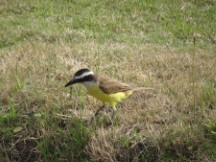 A Great Kiskadee bird in uruguay.