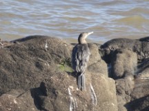 Bird on beach in Montevideo, Uruguay.