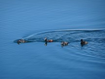 Iceland - Jokulsarlon Glacier Lagoon