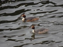 Amsterdam – Birds