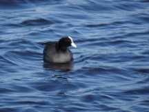 Amsterdam – Coot Bird.