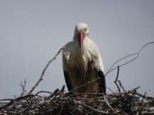 Netherlands – A stork in a nest on the way to Gorinchem