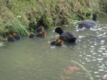 Netherlands – Birds in canal at Gorinchem