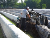 Netherlands – Asparagus farmer