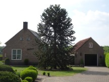 Netherlands – Cool tree in front of a house