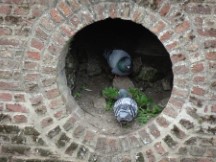 Belgium – Pigeons in hole.