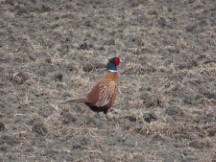 Belgium – Wild pheasant in field