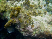 Fish Ted saw snorkeling at San Blas island.