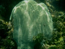 Photo Ted took while snorkeling near an uninhabited San Blas island, Panama.