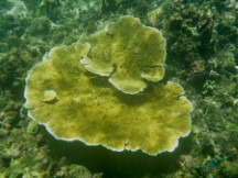 Photo Ted took while snorkeling near an uninhabited San Blas island, Panama.