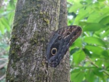 Butterfly on a tree near trail from Capurgana, Colombia to La Miel, Panama.