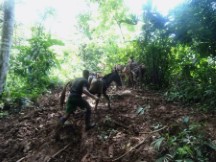 Pack horses on trial for Capurgana, Colombia to La Miel, Panama hike.