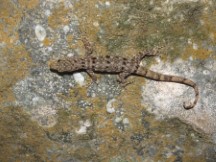 Lizard near trail to La Coquerits, Colombia.