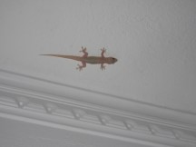 Gecko lizard at hostel in Capurgana, Colombia.