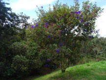 Tree near trail at Arvi Park by Medellin, Colombia.