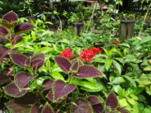 Plants at the botanic garden in Medellin, Colombia.