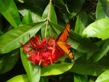 Butterfly at the botanic garden in Medellin, Colombia.