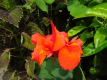 Flower at the botanic garden in Medellin, Colombia.