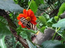 Butterfly at the botanic garden in Medellin, Colombia.