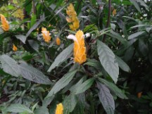 Flowers at the botanic garden in Medellin, Colombia.