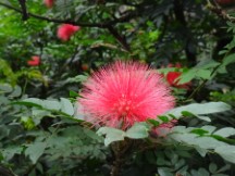Tree flower at the botanic garden in Medellin, Colombia.