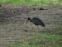 Bird at the botanic garden in Medellin, Colombia.