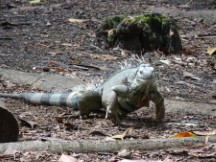 Iguana at the botanic garden in Medellin, Colombia.