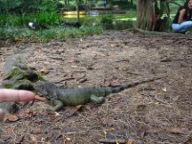 Iguanas at the botanic garden in Medellin, Colombia.
