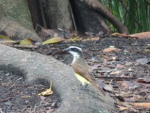 Bird at the botanic garden in Medellin, Colombia.