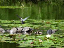 Turtles at the botanic garden in Medellin, Colombia.