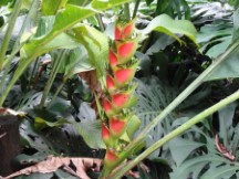 Flower at the botanic garden in Medellin, Colombia.