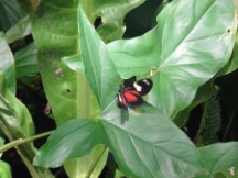 Butterfly at the botanic garden in Medellin, Colombia.