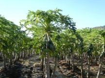 Farm in Mexico – not sure what these are?