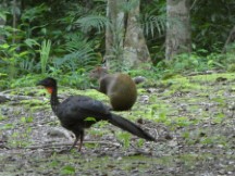 Turkey and Agouti at Tikal National Park, Guatemala.
