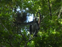 Monkey in tree at Tikal National Park, Guatemala.