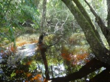 Pond in jungle at Tikal National Park, Guatemala.