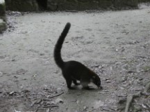 Coati at Tikal National Park, Guatemala.