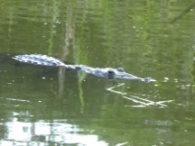 Crocodile at Tikal National Park, Guatemala.