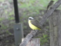 A Great Kiskadee at Tikal National Park, Guatemala.